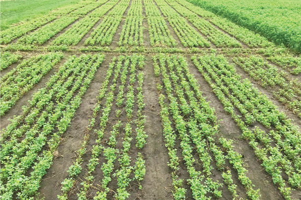 38-day schedule after a third cut regrowth