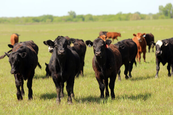 Stocker cattle