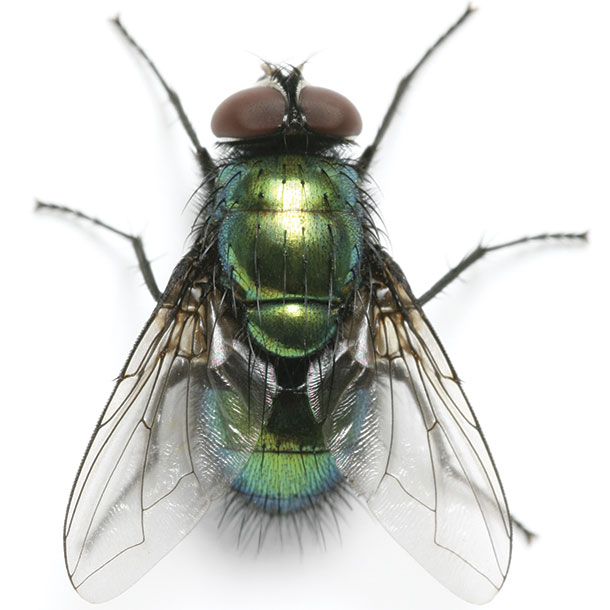 Blow fly
