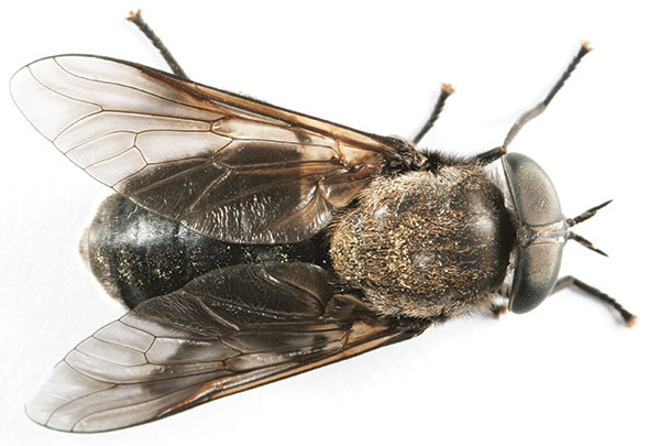 Horsefly