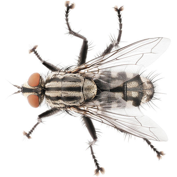 Housefly