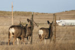 Deer in the cattle pasture