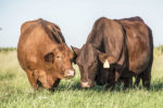 Two purebred Beefmaster cattle
