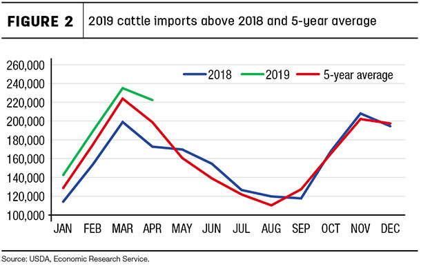 2019 cattle imports above 2018 and 5-year average