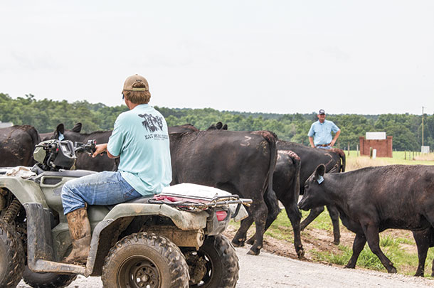 Hearding cattle