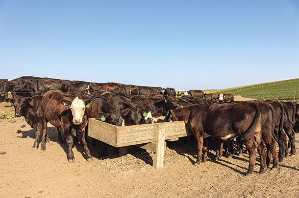 Calves at the feed bunk