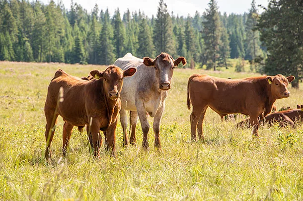 young beef bulls