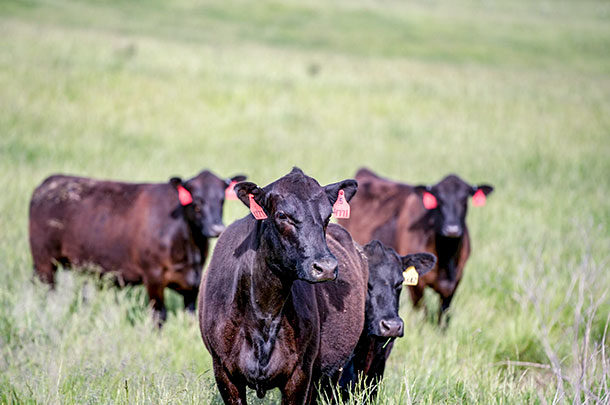 Wangus cattle