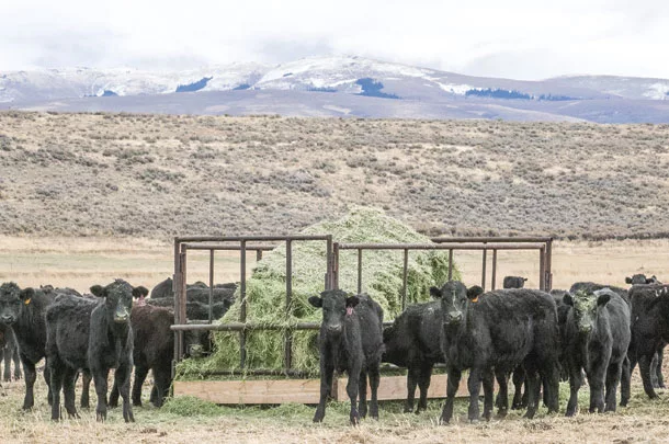 Calves being weaned