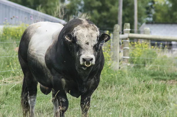 Big bull