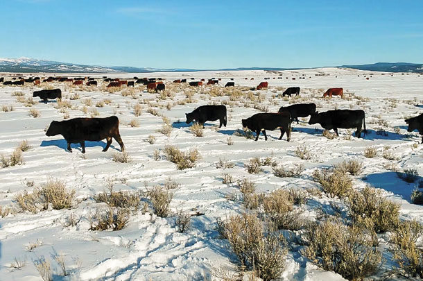 Cattle grazing sagebrush
