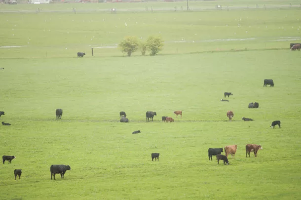 Cattle grazing