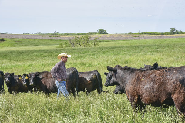 Phil Perry looks over his cows