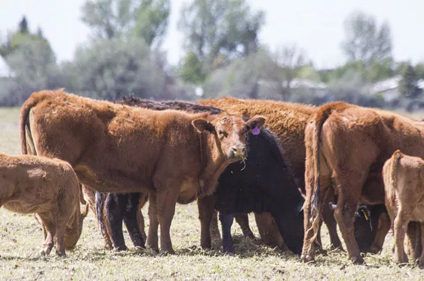Cows in pasture