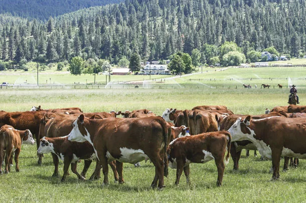 Working the cattle