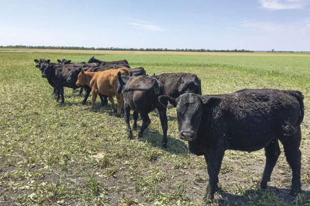 Cattle grazing