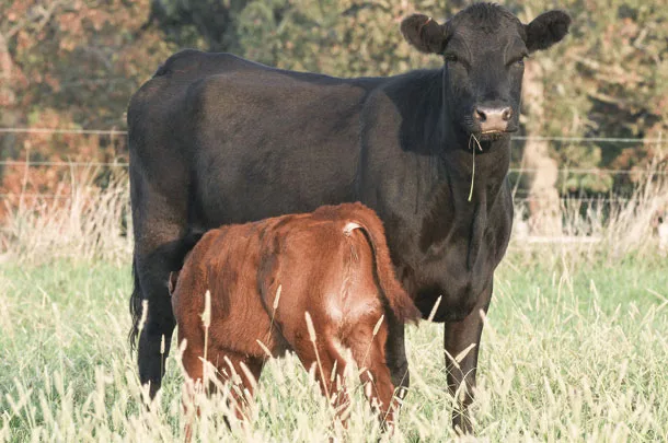 Cow calf pair