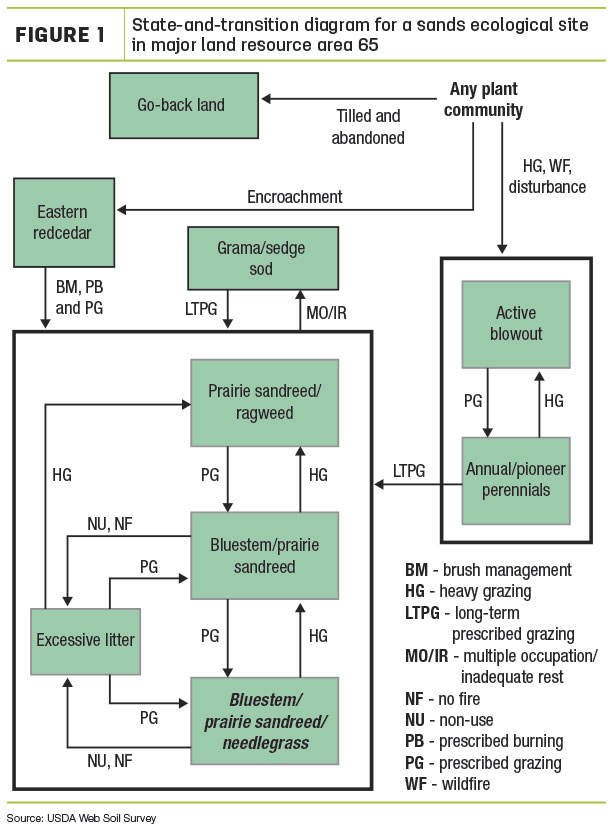 State-and-transition diagram for a sands ecological site in major land resource area 65