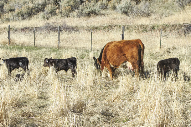 Fall-calving cows