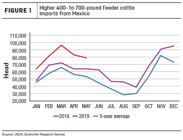 Higher 400 to 700 pound feeder cattle imports from Mexico
