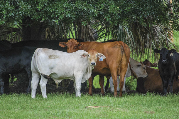 Shorthorn-sired cow with Braham steer