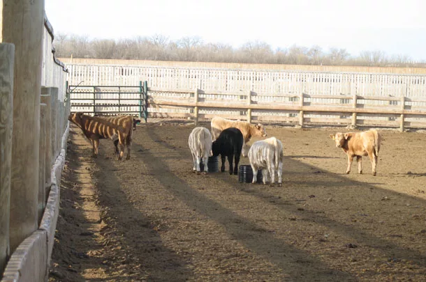 Cattle in feedlot