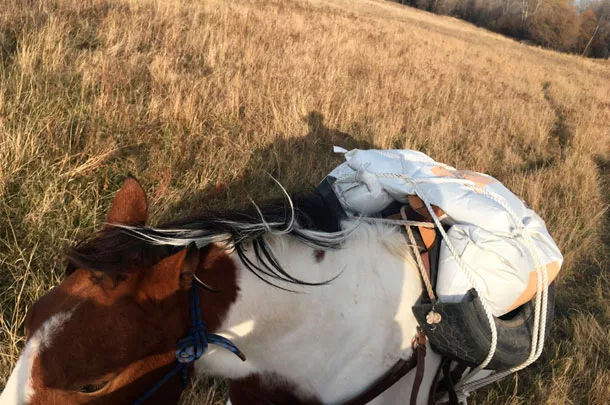 horse carrying pack
