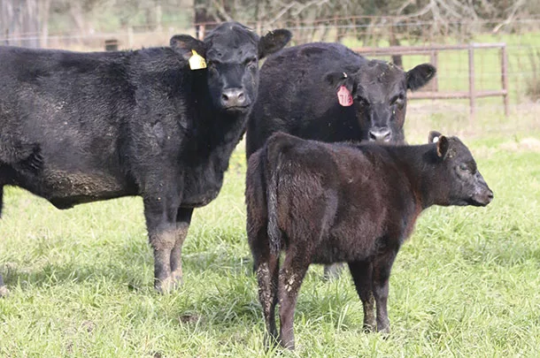 Cattle in a pasture