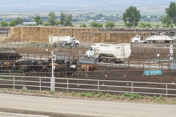 Cattle in a feedlot