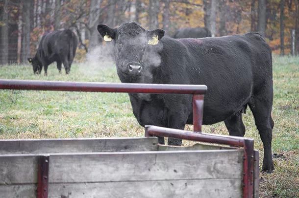 Cattle in a pasture