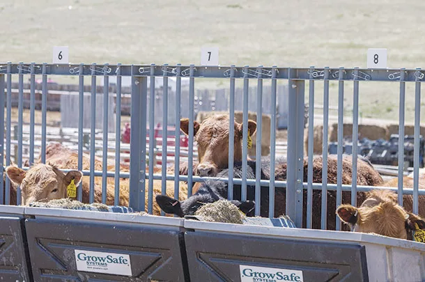 Cattle at feedbunk