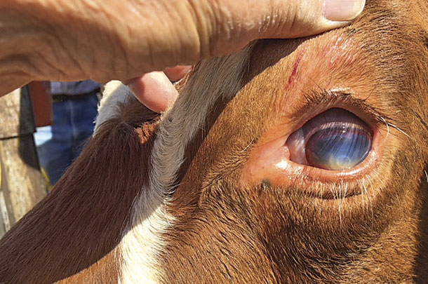 Early signs of pinkeye 
