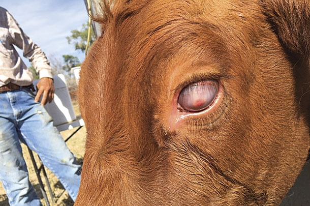 As the disease progresses, the inside of the eye fills with fibrin