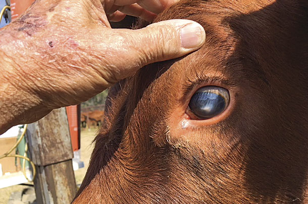 Once the eye has healed, the eye may look clear again