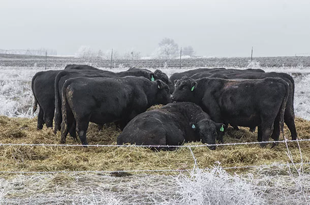 Bulls staying warm