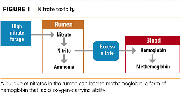 Nitrate toxicity