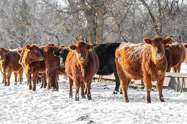 cows in winter