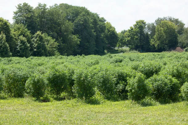 hemp field