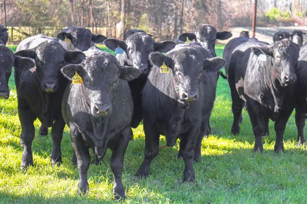 Choose the herd sire that meets your goals.