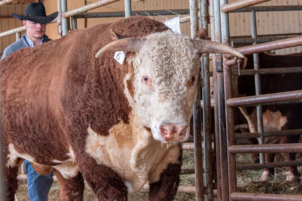 Bull
