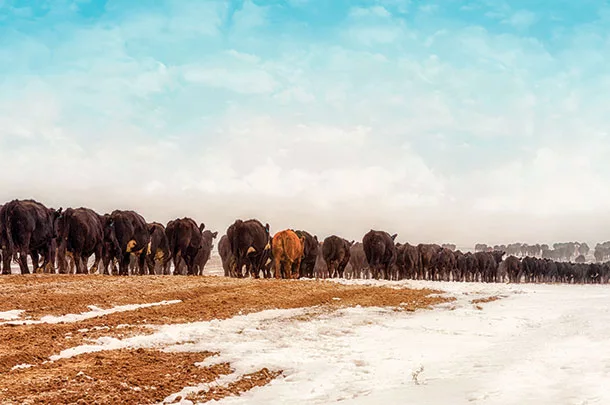 Cattle in a pasture