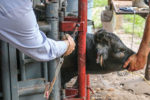 Cow receiving pain control
