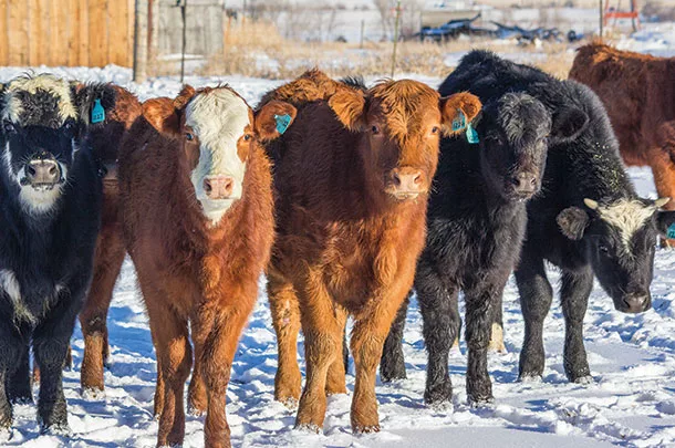 Calves
