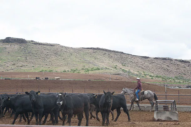 Checking the cattle