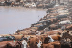 Cattle getting water