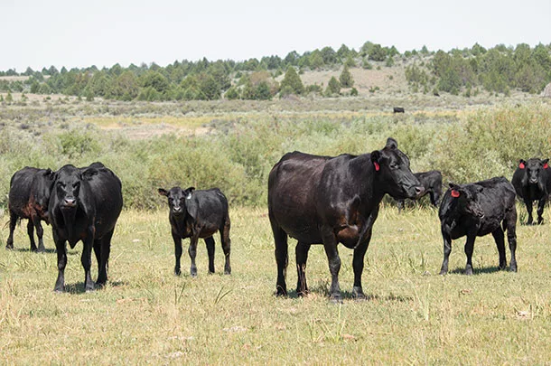 Cattle in a pasture