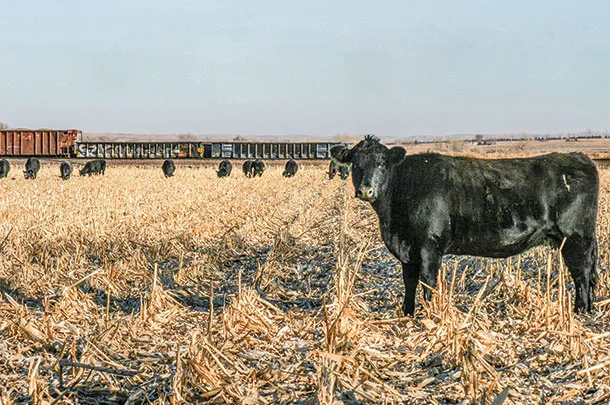 Cows grazing