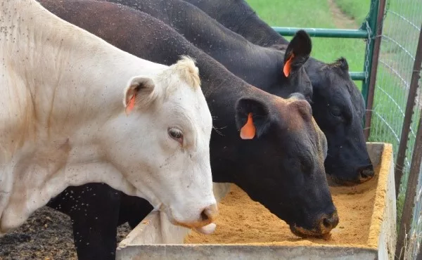 Cattle eating