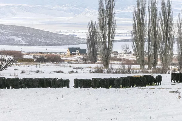 Winter grazing