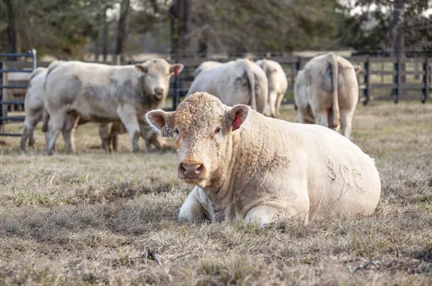 Bulls in a pasture